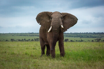 Fototapeta na wymiar African bush elephant stands on grassy plain