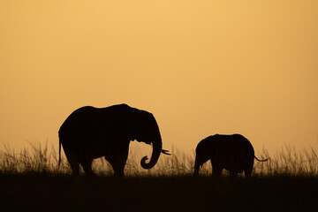 Fototapeta na wymiar African bush elephant with calf at sunset