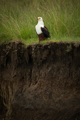 Obraz premium African fish eagle perches on grassy riverbank
