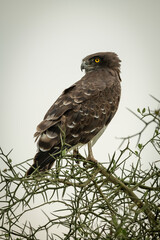 Black-chested snake-eagle perched in thornbush looking back