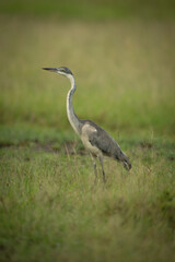 Obraz na płótnie Canvas Black-headed heron stands in profile in grass