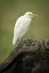 Obraz premium Cattle egret on head of Cape buffalo