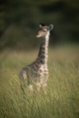 Obraz na płótnie Canvas Blurred baby Masai giraffe standing in grass