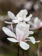 Obraz premium Magnolia X Loebneri Merrill flower on tree branch