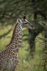 Close-up of baby Masai giraffe by bush