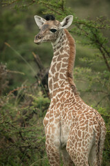 Close-up of baby Masai giraffe looking round