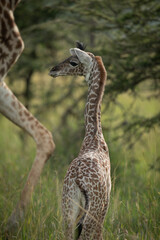 Close-up of baby Masai giraffe by mother