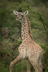 Close-up of baby Masai giraffe looking back