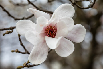 Magnolia X Loebneri Merrill flower on tree branch