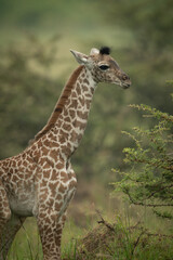 Close-up of baby Masai giraffe near bush