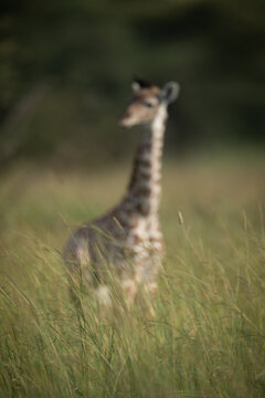 Blurred baby Masai giraffe standing in grass