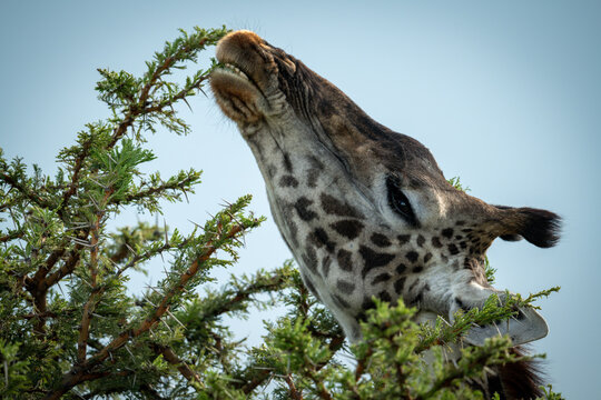 Close-up of Masai giraffe chewing thornbush branch