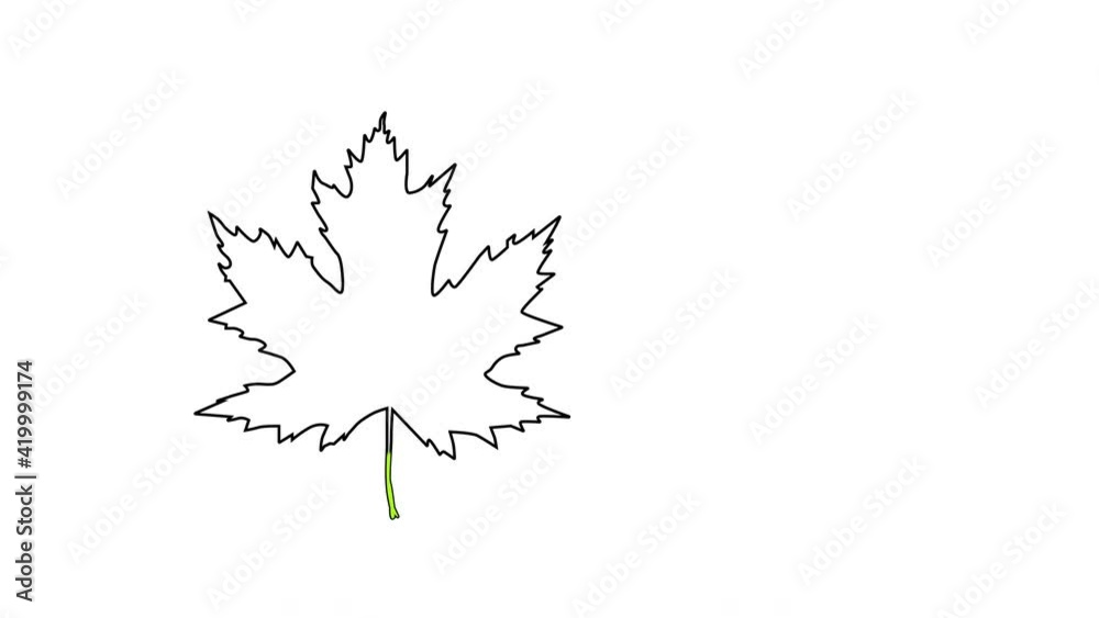 Wall mural self drawing animation of green maple leaf outline. copy space. white background. alpha channel.