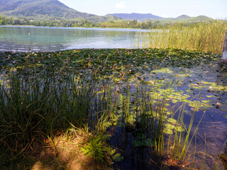 Nenúfares en flor y juncos en el lago de Banyoles (Girona)