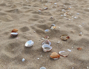 Conchas en la arena de la playa