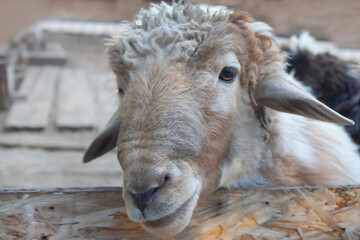 Close-up of the sheep's muzzle. The animal looks at the camera. Breeding of domestic animals. The concept of meat and fur production.