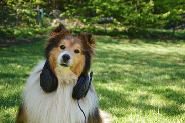 Funny portrait of a dog with headset