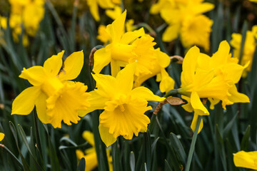 Obraz premium Narcissus Golden Harvest flower grown in a garden