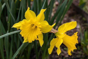 Narcissus Golden Harvest flower grown in a garden