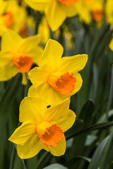 Narcissus Branchenhurst flower grown in a garden