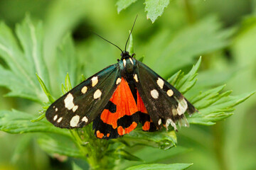 Plakat Scarlet tiger moth. The wingspan is 45-55 mm, black above, covered with white spots of irregular shape. The hindwings of the females are bright red with black spots. Butterflies fly from the end of J