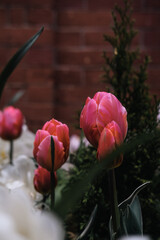 Red colored tulips on dark wall background