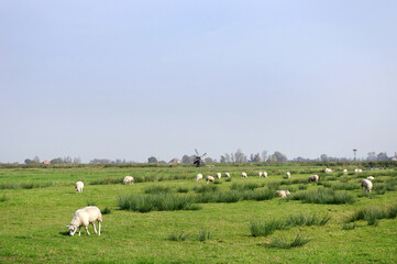 オランダ　オランダ　緑の街　ザーンセ・スカンスの風景