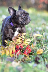 A black French Bulldog dog stands in a park on a autumn day