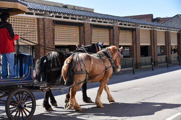 Fototapeta premium Horse-drawn carriage touring the streets of historic Charleston South Carolina.