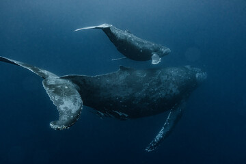 Fototapeta premium Humpback Whale Parent and child
