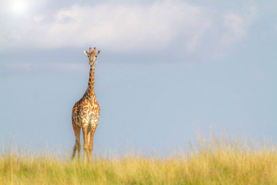 Giraffe in Masaai Mara, Kenya.