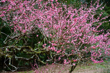 梅の花