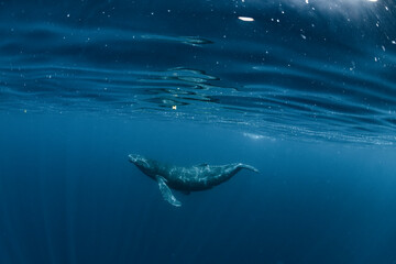 A Juvenile Humpback Whale  © divedog