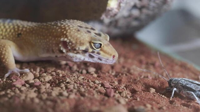 Video of a spotted leopard gecko hunting a cricket. An exotic pet, eublefar.