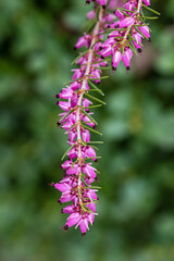 Erica X Darleyensis flower grown in a garden