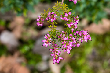 Erica X Darleyensis flower grown in a garden