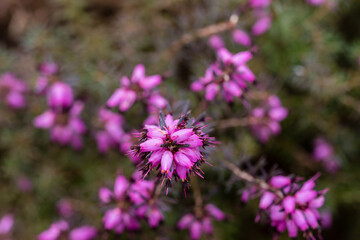 Obraz premium Erica X Darleyensis J.W. Porter flower grown in a garden