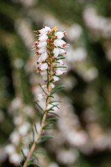 Erica Darleyensis flower grown in a garden