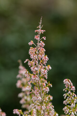 Erica Arborea flower grown in a garden