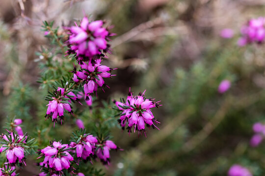 Erica X Darleyensis J.W. Porter flower grown in a garden