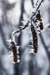 Dry birch catkins are covered with frost