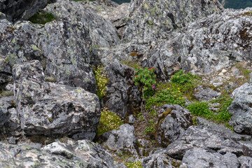 北岳の高山植物のお花畑