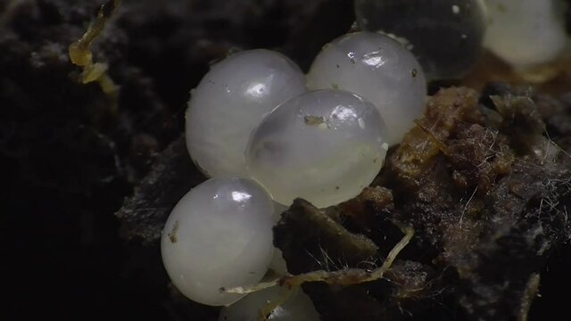 Schneckeneier, Embryos bei der Entwicklung und Bewegung