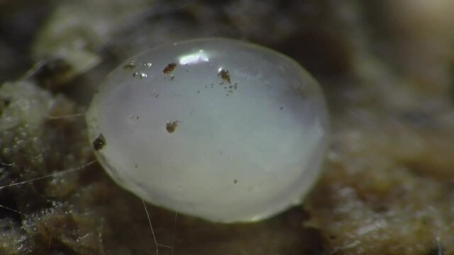 Schneckeneier, Embryos bei der Entwicklung und Bewegung