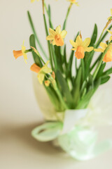 A pot of yellow daffodils flowers tied with a satin bow on a light background