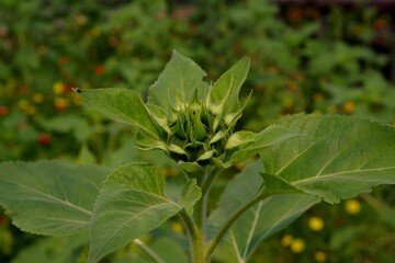 green plant tropical