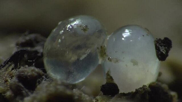 Schneckeneier, Embryos bei der Entwicklung und Bewegung