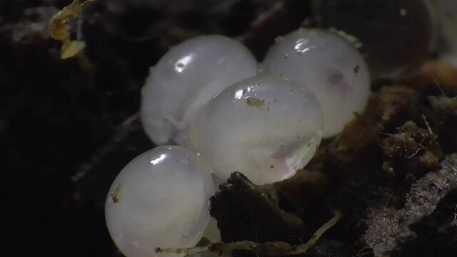 Schneckeneier, Embryos bei der Entwicklung und Bewegung