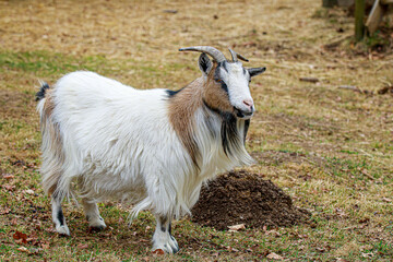 Obraz premium Ziege