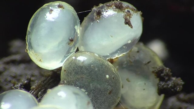 Schneckeneier, Embryos bei der Entwicklung und Bewegung
